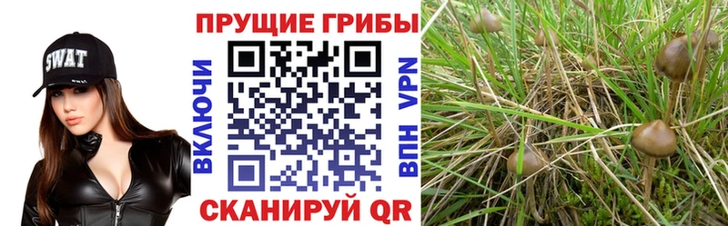 Галлюциногенные грибы GOLDEN TEACHER  Купить закладки  Онега 
